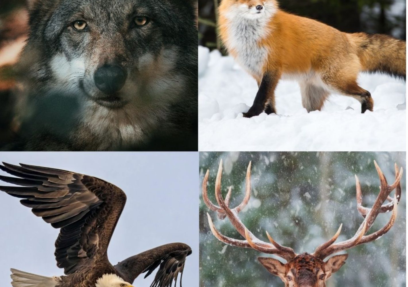 foto sito bambù (1)